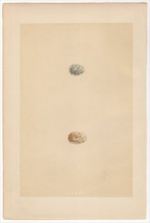 1866年 Morris 英国の鳥類の巣と卵の自然史 Pl.LXXXI アトリ科 アトリ属 アトリ MOUNTAIN FINCH