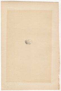 1866年 Morris 英国の鳥類の巣と卵の自然史 Pl.XCIV アトリ科 イスカ属 ナキイスカ AMERICAN WHITE-WINGED CROSSBILL
