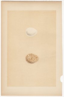 1866年 Morris 英国の鳥類の巣と卵の自然史 Pl.CXLIII ナンベイウズラ科 コリンウズラ キジ科 バーバリイワシャコ