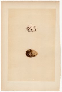 1866年 Morris 英国の鳥類の巣と卵の自然史 Pl.CCXVIII カモメ科 アメリカコアジサシ LESSER TERN ハシグロクロハラアジサシ BLACK TERN