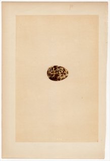 1866年 Morris 英国の鳥類の巣と卵の自然史 Pl.CCXIX カモメ科 クロハラアジサシ属 ハジロクロハラアジサシ WHITE-WINGED BLACK TERN
