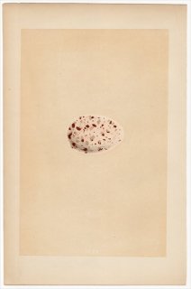 1866年 Morris 英国の鳥類の巣と卵の自然史 Pl.CCXX カモメ科 クロアジサシ属 クロアジサシ NODDY