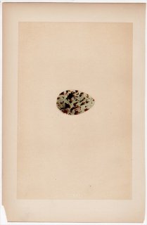 1866年 Morris 英国の鳥類の巣と卵の自然史 Pl.CCXXI カモメ科 クビワカモメ属 クビワカモメ SABINE'S GULL