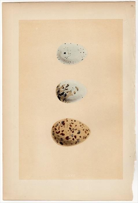 1866年 Morris 英国の鳥類の巣と卵の自然史 Pl Ccxxii カモメ科 チャガシラカモメ Masked Gull ユリカモメ Black Headed Gull アンティークプリント ボタニカルアート 博物画の通販サイト Spirito Di Artigiano 1866年 Morris 英国の鳥類の巣と卵の自然史 Pl Ccxxii カモメ科 チャガシラカモメ Masked Gull ユリカモメ Black Headed Gull アンティークプリント ボタニカルアート 博物画の通販サイト Spirito Di Artigiano