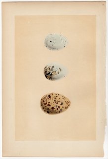 1866年 Morris 英国の鳥類の巣と卵の自然史 Pl.CCXXII カモメ科 チャガシラカモメ MASKED GULL ユリカモメ BLACK-HEADED GULL