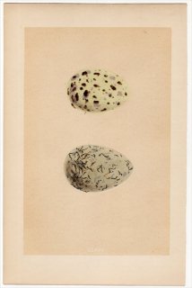 1866年 Morris 英国の鳥類の巣と卵の自然史 Pl.CCXXV カモメ科 カモメ属 カモメ COMMON GULL