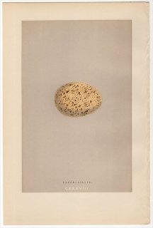 1892年 Morris 英国の鳥類の巣と卵の自然史 Pl.CXXXVIII キジ科 オオライチョウ属 ヨーロッパオオライチョウ CAPERCAILLIE