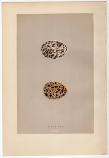1892年 Morris 英国の鳥類の巣と卵の自然史 Pl.CXLI キジ科 ライチョウ属 ライチョウ PTARMIGAN