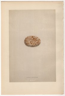 1892年 Morris 英国の鳥類の巣と卵の自然史 Pl.CXLI サケイ科 サケイ属 サケイ SAND GROUSE