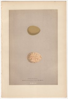 1892年 Morris 英国の鳥類の巣と卵の自然史 Pl.CXLII キジ科 ヨーロッパヤマウズラ PARTRIDGE アカアシイワシャコ RED-LEGGED PARTRIDGE