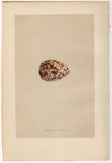 1892年 Morris 英国の鳥類の巣と卵の自然史 Pl.CL チドリ科 ムナグロ属 ヨーロッパムナグロ GOLDEN PLOVER