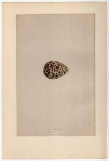 1892年 Morris 英国の鳥類の巣と卵の自然史 Pl.CLI チドリ科 コバシチドリ属 コバシチドリ DOTTEREL