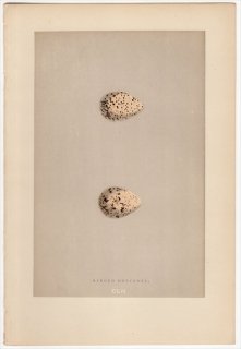 1892年 Morris 英国の鳥類の巣と卵の自然史 Pl.CLII チドリ科 チドリ属 ハジロコチドリ RINGED DOTTEREL