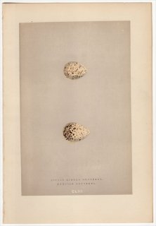 1892年 Morris 英国の鳥類の巣と卵の自然史 Pl.CLIII チドリ科 コチドリ LITTLE RINGED DOTTEREL シロチドリ KENTISH DOTTEREL