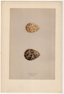 1892年 Morris 英国の鳥類の巣と卵の自然史 Pl.CLV シギ科 キョウジョシギ TURNSTONE タゲリ PEEWIT
