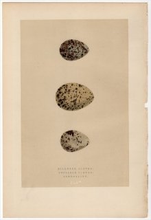 1892年 Morris 英国の鳥類の巣と卵の自然史 Pl.CLV チドリ科 フタオビチドリ マミジロゲリ シギ科 ミユビシギ