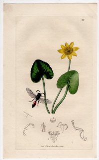 1824年 John Curtis 英国の昆虫学 Pl.25 ギングチバチ科 ミメサ属 Psen equestris キンポウゲ科 キクザキリュウキンカ