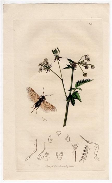 1824年 John Curtis 英国の昆虫学 Pl.30 ナギナタハバチ科 1824年 John Curtis 英国の昆虫学 Pl.30 ナギナタハバチ科
