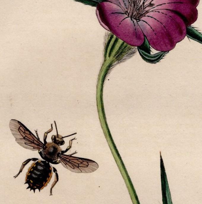 1825年 John Curtis 英国の昆虫学 Pl.61 ハキリバチ科