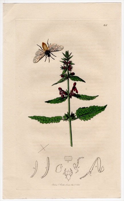 1825年 John Curtis 英国の昆虫学 Pl.65 ミフシハバチ科 チュウレンジ 