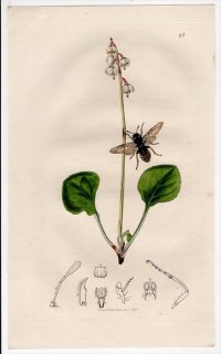 1825ǯ John Curtis ѹκ Pl.93 ܥϥХ ҥ饯ϥХ° ҥ饯ϥХ Clavellaria marginata ĥĥ 䥯°