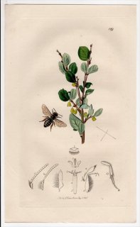 1826ǯ John Curtis ѹκ Pl.129 ҥϥʥХ ҥϥʥХ° Andrena kirbii Х 襦°