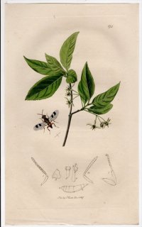 1827ǯ John Curtis ѹκ Pl.194 ͥХ ѥ° Cleonymus maculipennis ˥ 襦ޥ