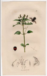 1828ǯ John Curtis ѹκ Pl.218 ϥХ ϥХ° ߥϥХ Megachile willughbiella ȥ ޥ°