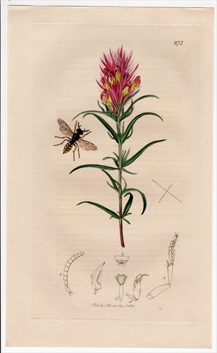 1829年 John Curtis 英国の昆虫学 Pl.273 ギングチバチ科