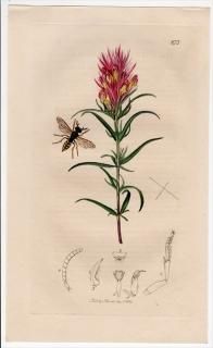 1829ǯ John Curtis ѹκ Pl.273 󥰥Х եĥ° ĥɥ Philanthus androgynus ϥޥĥܲ ޥޥ°