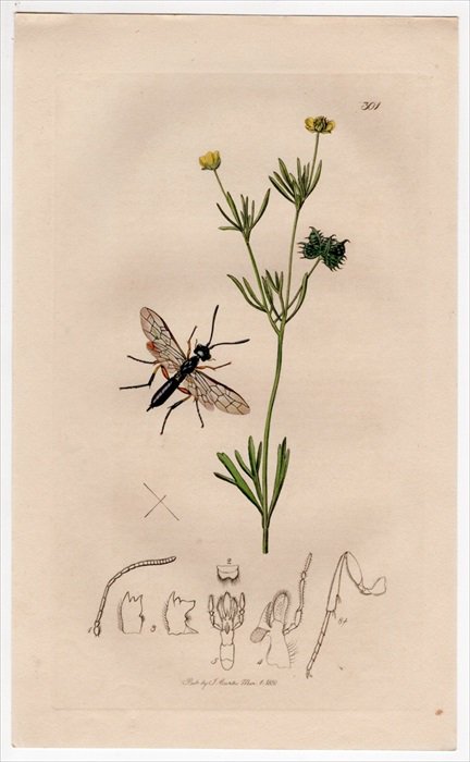 1830年 John Curtis 英国の昆虫学 Pl.301 クキバチ科 モンクキバチ属 