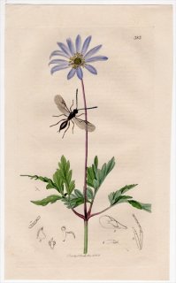 1831年 John Curtis 英国の昆虫学 Pl.383 コマユバチ科 アフィディウス属 Aphidius cirsii キンポウゲ科 イチリンソウ属 アネモネ