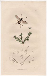 1832年 John Curtis 英国の昆虫学 Pl.388 ヒメバチ科 アデログナツス属 Stilpnus dryadum アカネ科 ハナヤエムグラ