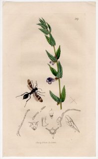 1832年 John Curtis 英国の昆虫学 Pl.389 ヒメバチ科 ミズバチ属 Agriotypus armatus シソ科 スカルキャップ