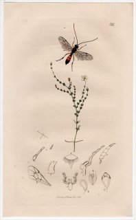 1832年 John Curtis 英国の昆虫学 Pl.399 ヒメバチ科 アガステネス属 Tryphon varitarsus ナデシコ科 ツメクサ属
