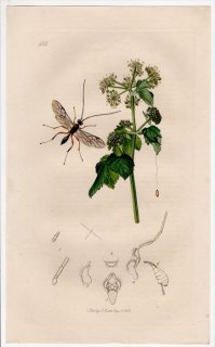 1832年 John Curtis 英国の昆虫学 Pl.415 コマユバチ科 ゼレ属 Zele albiditarsus セリ科 スミルニウム属