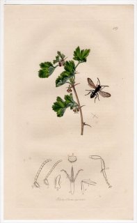 1832年 John Curtis 英国の昆虫学 Pl.419 ミツバチ科 キマダラハナバチ属 コキマダラハナバチ Nomada dalii スグリ科 セイヨウスグリ