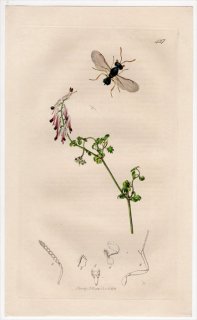 1832年 John Curtis 英国の昆虫学 Pl.427 コガネコバチ科 ハルチコプテラ属 Phagonia smaragdina ケシ科 ニセカラクサケマン
