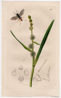 1833年 John Curtis 英国の昆虫学 Pl.436 ハバチ科 ハグロハバチ属 Emphytus fasciatus ミクリ科 エゾミクリ