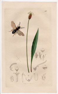 1833ǯ John Curtis ѹκ Pl.448 ϥʥХ ϥʥХ° Lasioglossum tricingulum Х إ饪Х