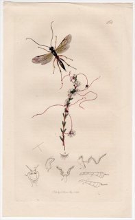 1833年 John Curtis 英国の昆虫学 Pl.464 ヒメバチ科 アスチフロンマ属 Mesochorus sericans ヒルガオ科 ネナシカズラ属