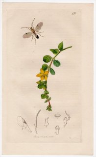 1833年 John Curtis 英国の昆虫学 Pl.476 コマユバチ科 レイオフロン属 Leiophron apicalis サクラソウ科 コバンコナスビ