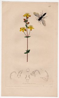 1834年 John Curtis 英国の昆虫学 Pl.496 ギングチバチ科 イスカバチ属 Diodontus gracilis オトギリソウ科 オトギリソウ属