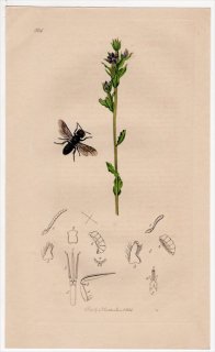1834年 John Curtis 英国の昆虫学 Pl.504 ハキリバチ科 コハキリバチ属 Heriades truncorum キキョウ科 レゴウシア属