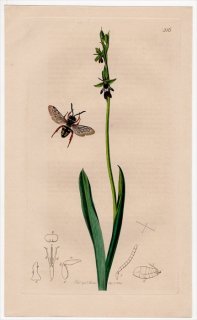 1834年 John Curtis 英国の昆虫学 Pl.516 ミツバチ科 ムカシハナバチヤドリ属 Epeolus variegatus ラン科 オフリス属