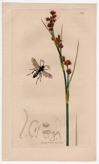 1834年 John Curtis 英国の昆虫学 Pl.524 ギングチバチ科 フタモンアワフキバチ属 Gorytes bicinctus カヤツリグサ科 ヒトモトススキ