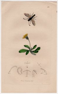 1835年 John Curtis 英国の昆虫学 Pl.532 ミコバチ科 モノサピガ属 Sapyga clavicornis キク科 ハイコウリンタンポポ