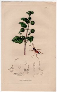 1835年 John Curtis 英国の昆虫学 Pl.536 ヒメバチ科 アグロテレウテス属 Pezomachus hopei イラクサ科 イラクサ属