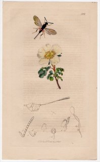 1835年 John Curtis 英国の昆虫学 Pl.552 オナガコバチ科 トリムス属 Callimome subterraneus バラ科 バーネットローズ