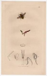 1835ǯ John Curtis ѹκ Pl.564 ߥĥХ ޥϥʥХ° Bombus ericetorum ٥󥱥 å°